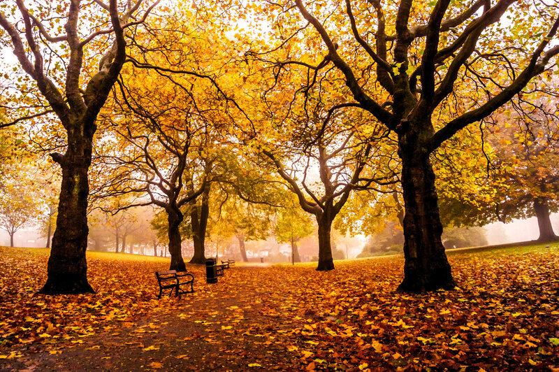 Autumn Park with Trees — Yellow, Serene