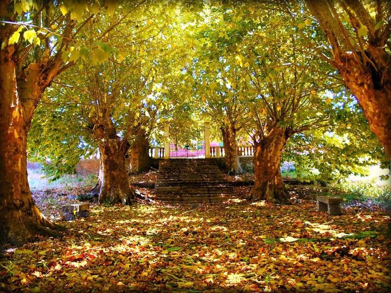 Autumn Park with Trees — Yellow
