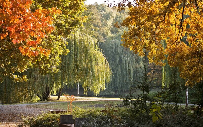 Autumn Park with Weeping Willow — Orange, Serene