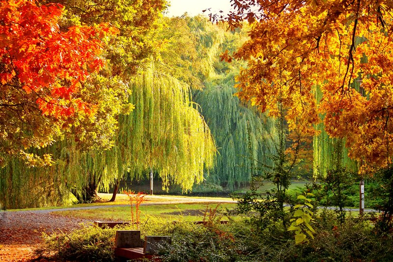 Autumn Park with Weeping Willow — Orange