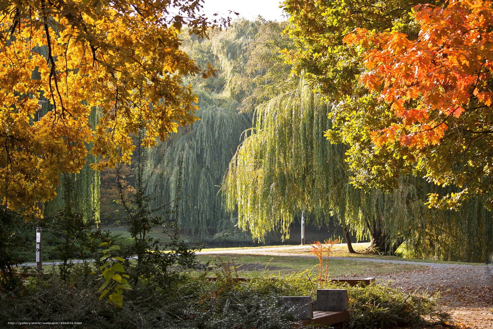 Autumn park with weeping willow