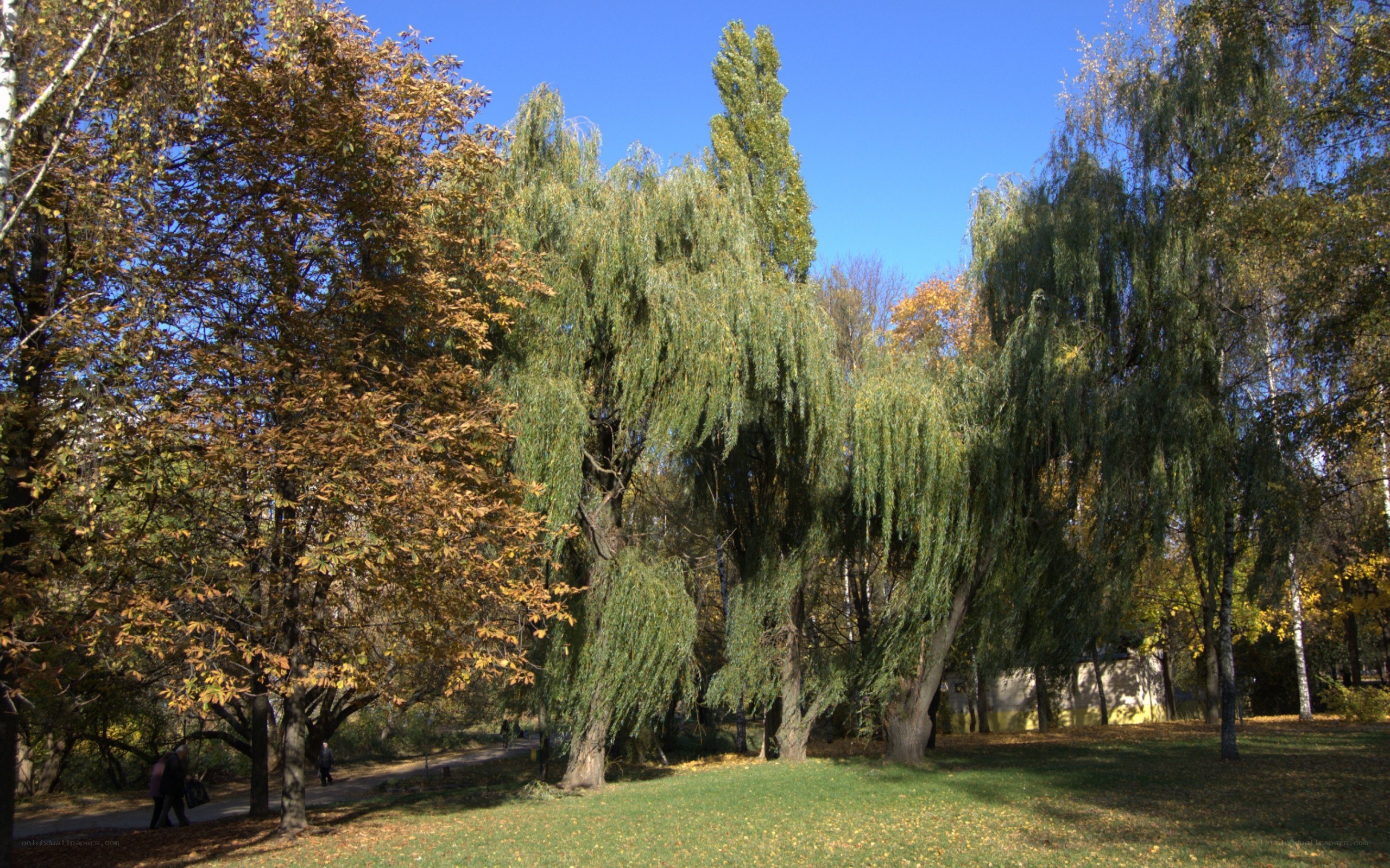 Autumn park with weeping willows