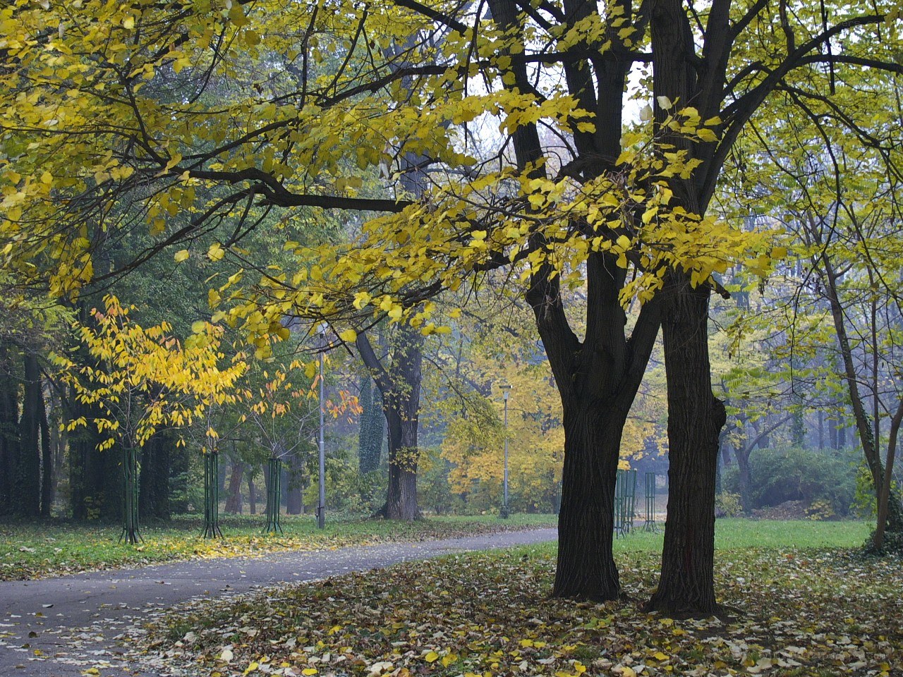 Autumn park with yellow leaves