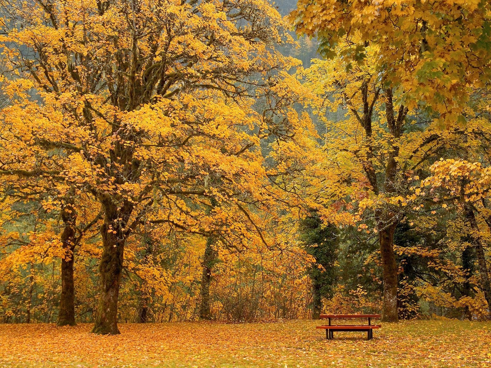 Autumn park with yellow trees
