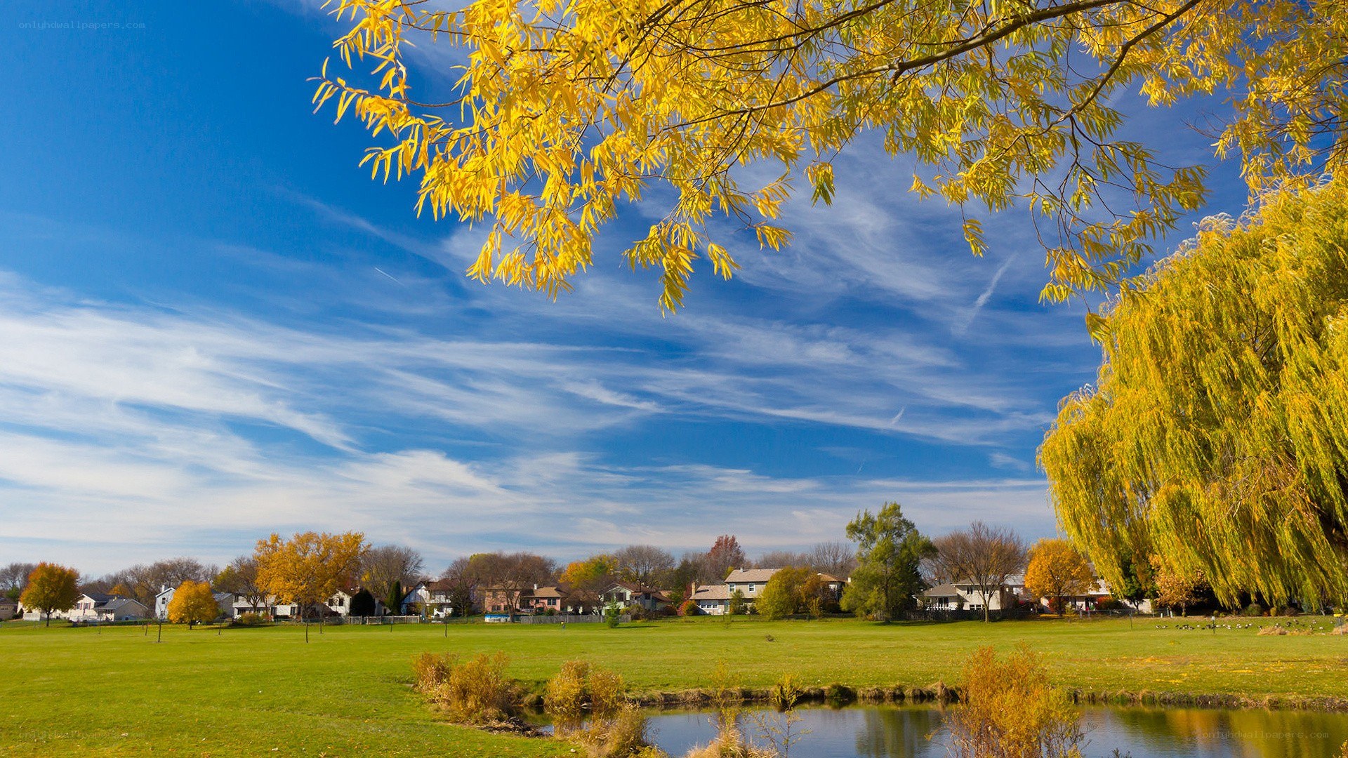 Autumn park with yellow trees