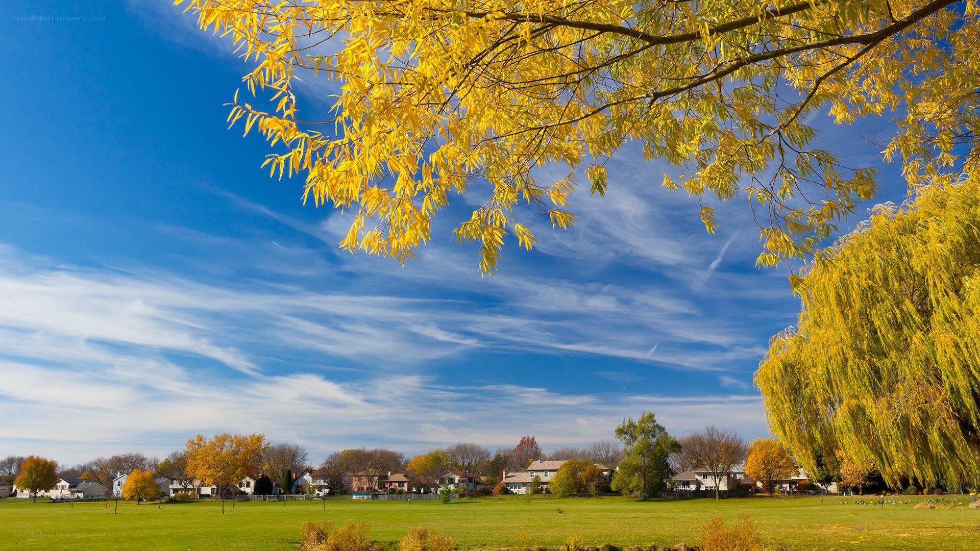 Autumn park with yellow trees