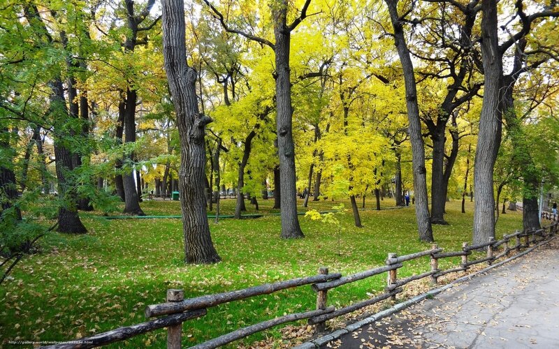 Autumn park with yellow trees