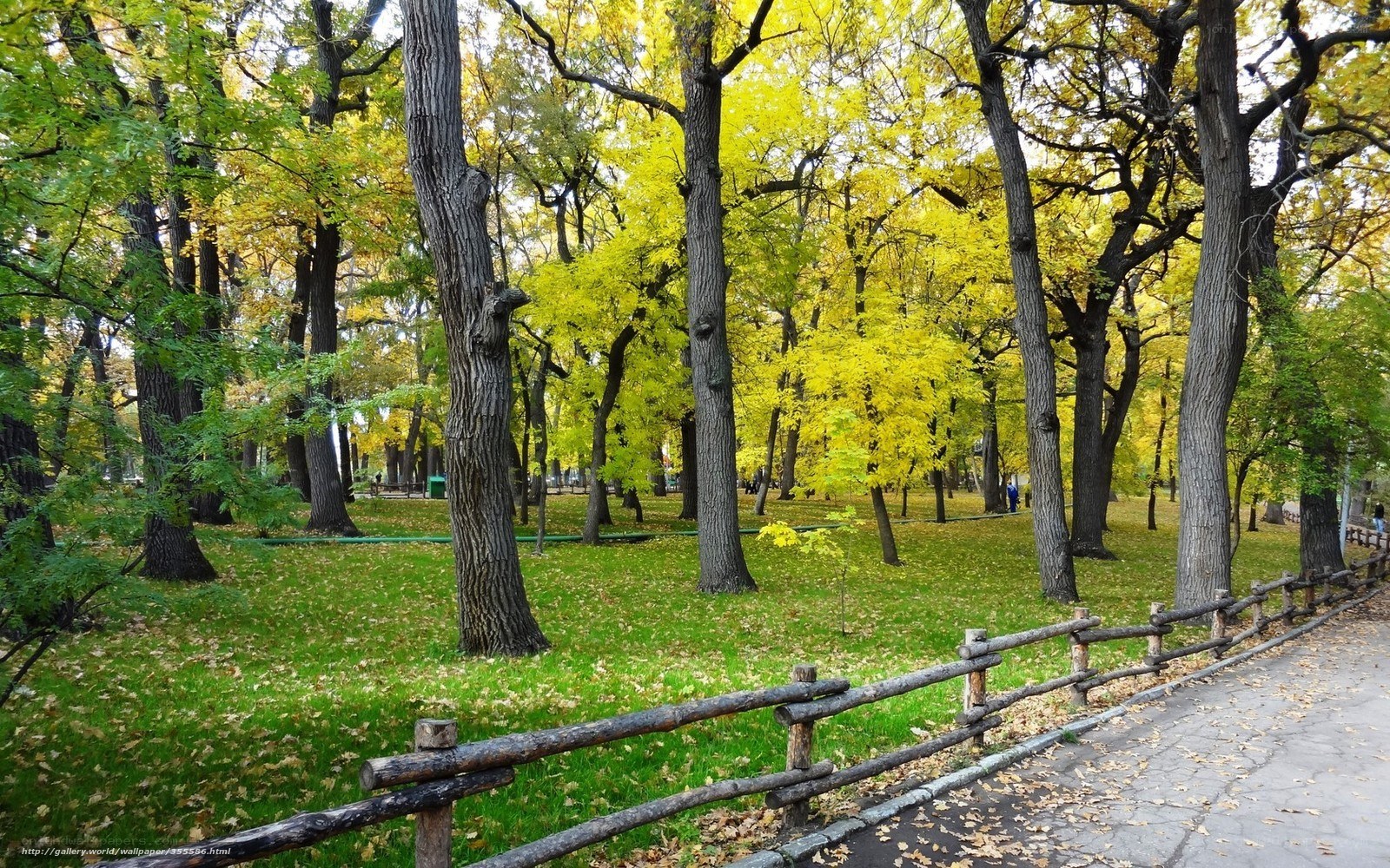 Autumn park with yellow trees