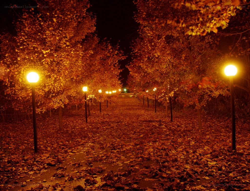 Autumn path at night
