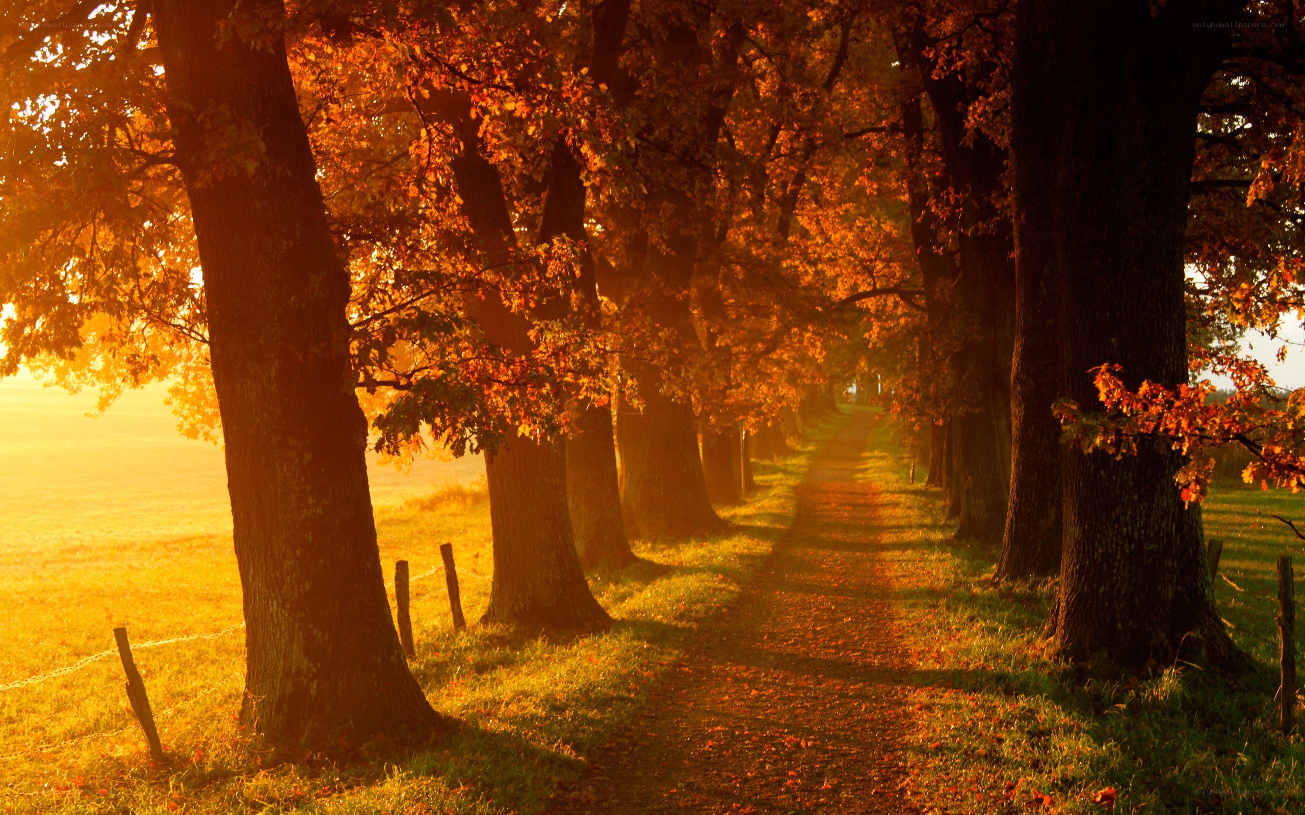 Autumn path at sunrise