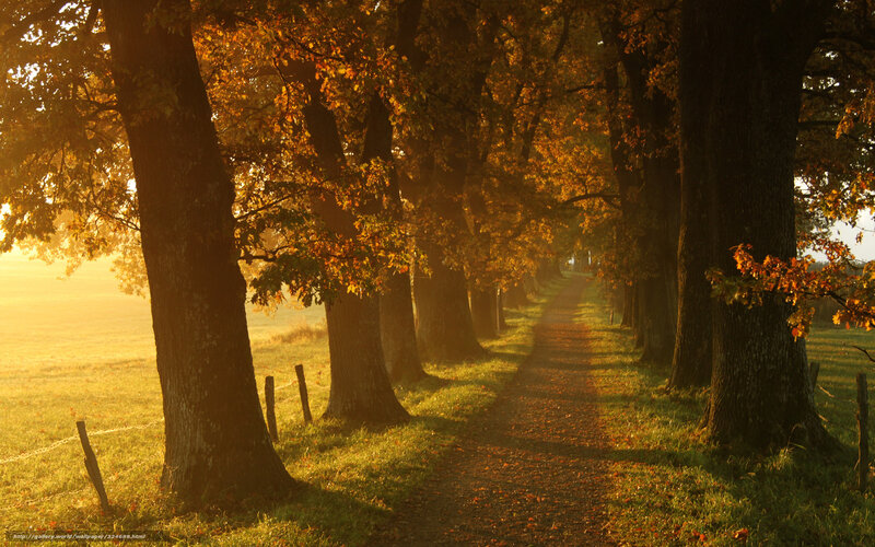 Autumn path at sunrise