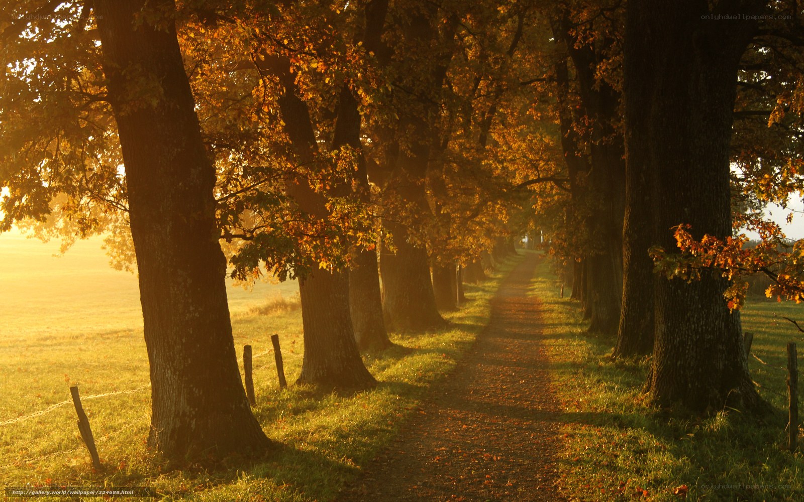 Autumn path at sunrise