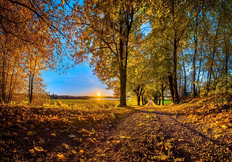 Autumn Path at Sunset — Yellow