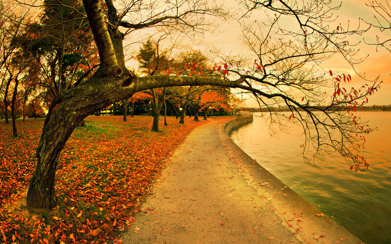 Autumn Path by Lake — Orange, Serene, Photograph