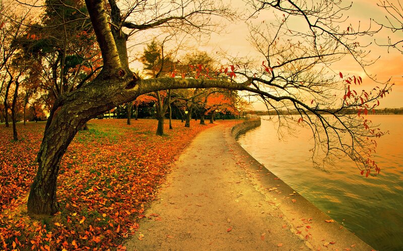 Autumn Path by Lake — Orange, Serene, Photograph, Trees, Leaves, Water
