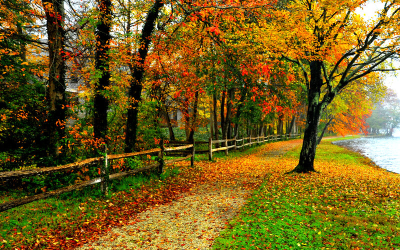 Autumn Path by Lake — Orange