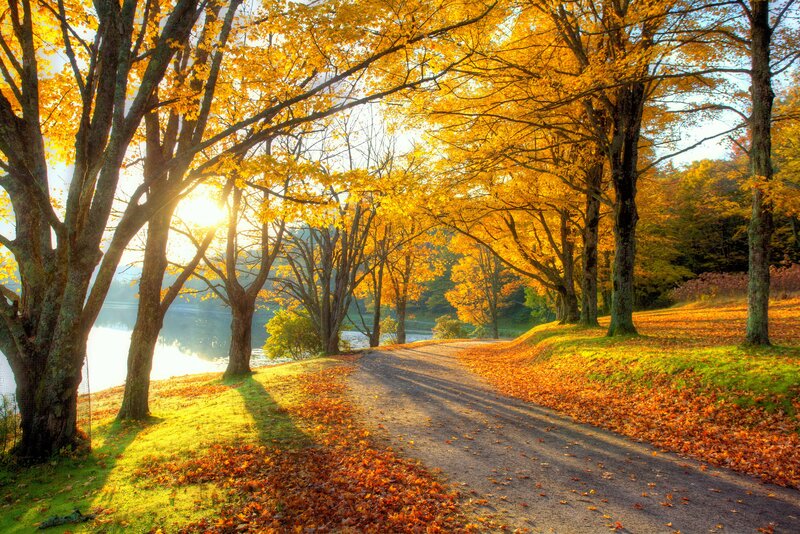 Autumn Path by Lake — Yellow