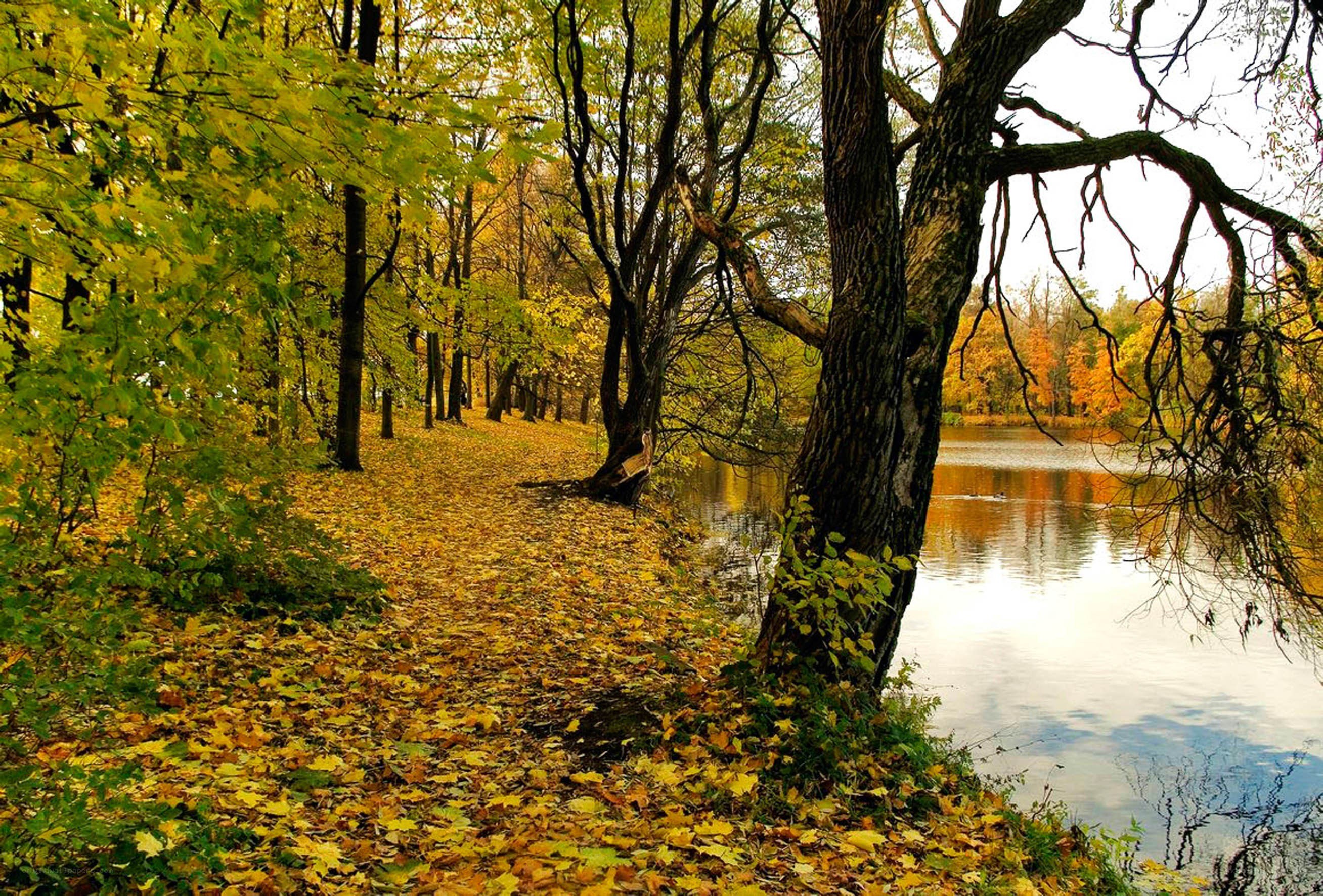 Autumn path by the lake