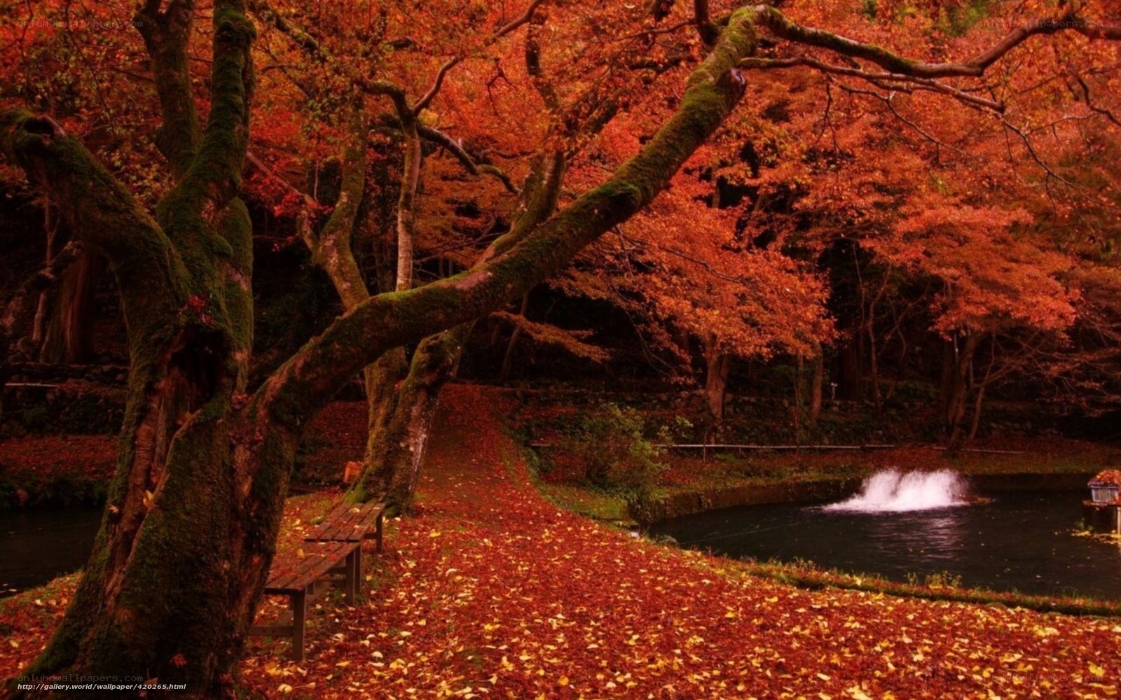 Autumn path by the pond