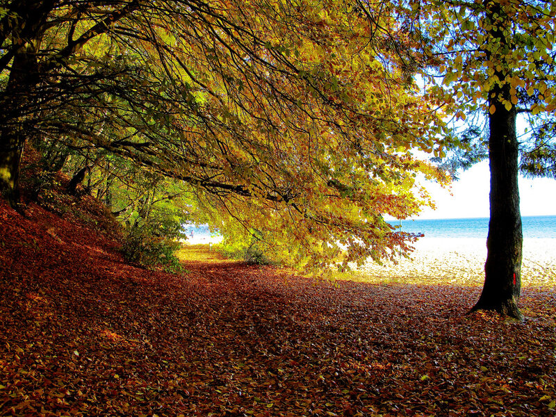 Autumn Path by the Sea