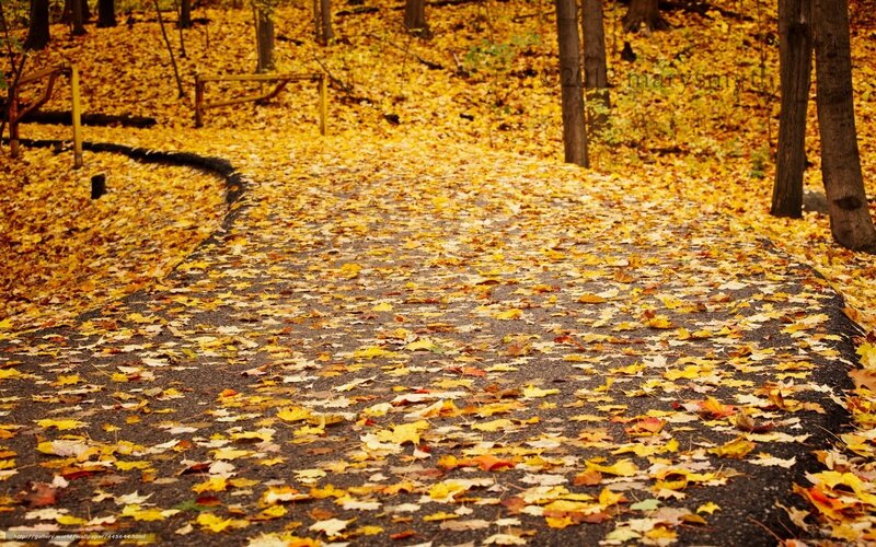 Autumn path covered in leaves