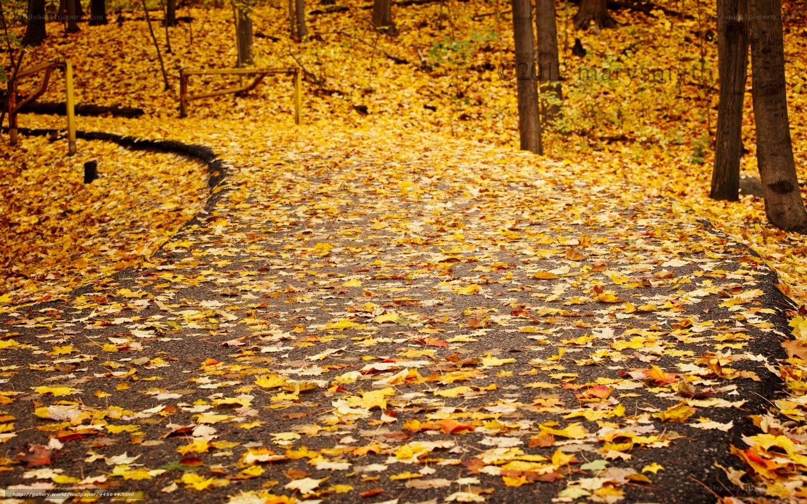 Autumn path covered in leaves