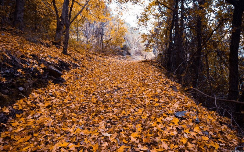 Autumn path covered in leaves