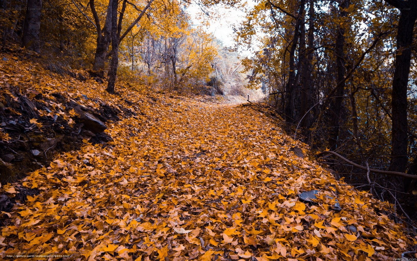 Autumn path covered in leaves