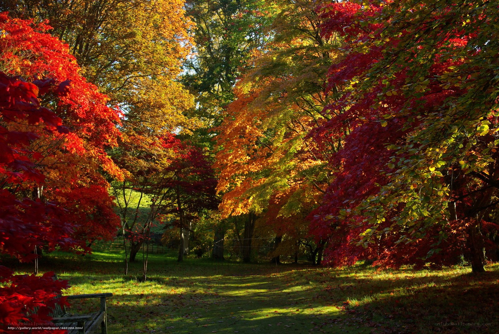 Autumn path in a colorful forest