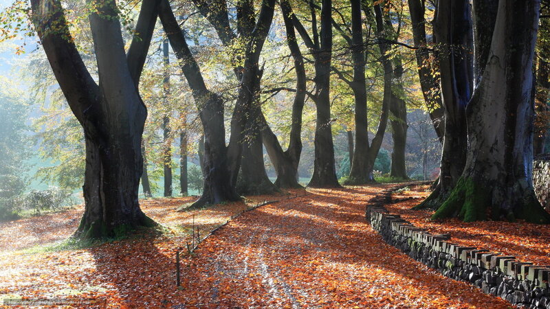 Autumn path in a forest