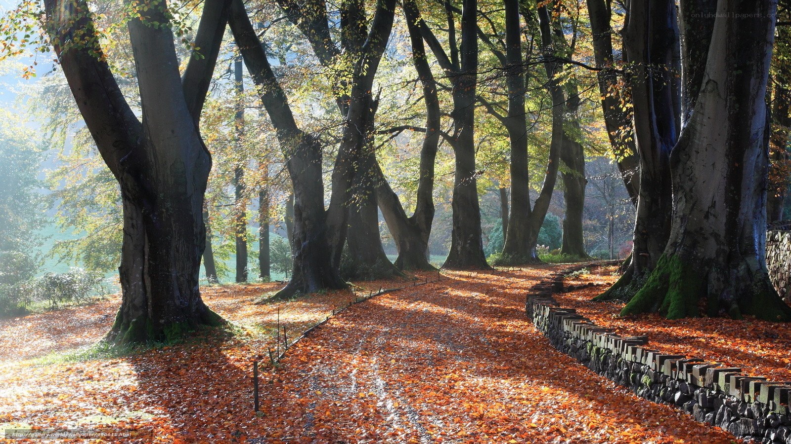 Autumn path in a forest