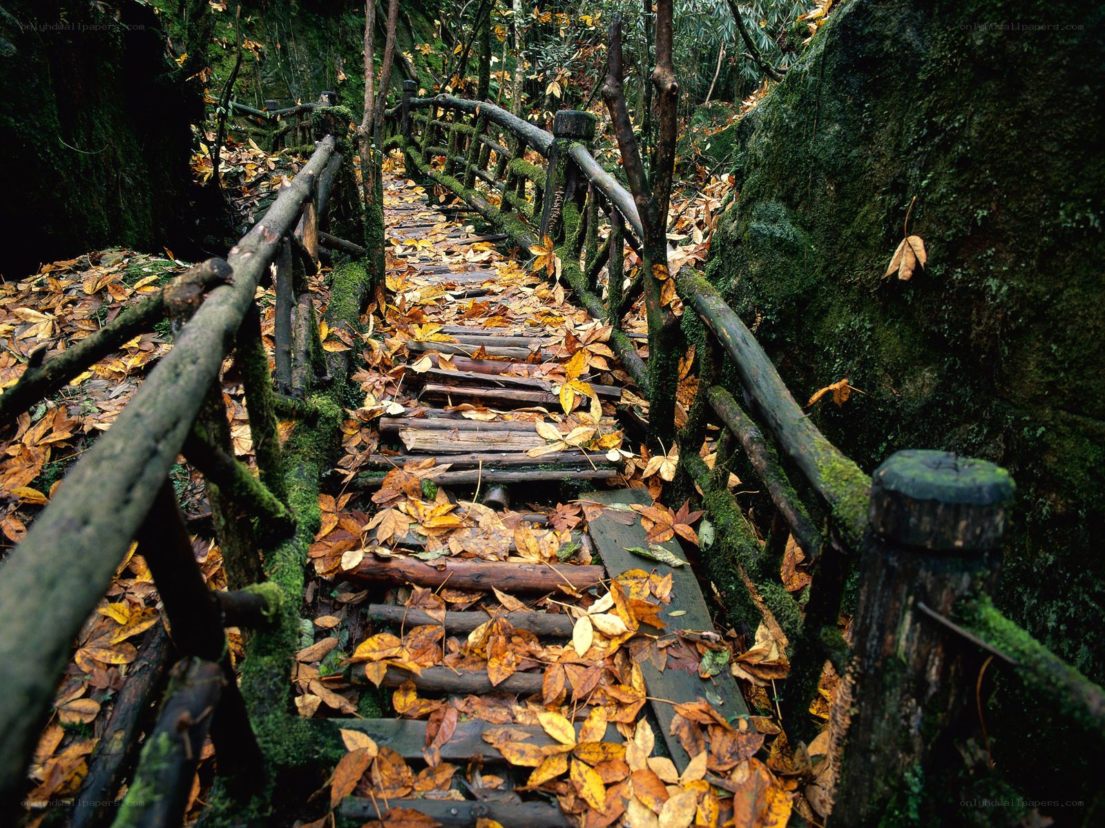 Autumn path in a forest