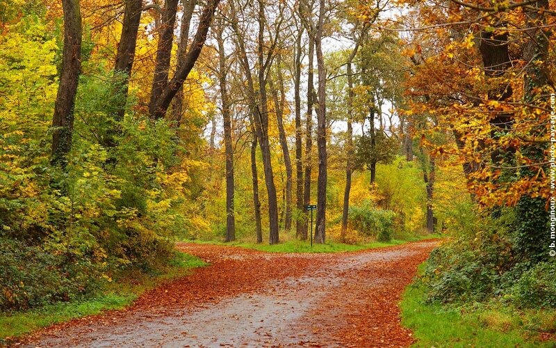 Autumn path in a forest