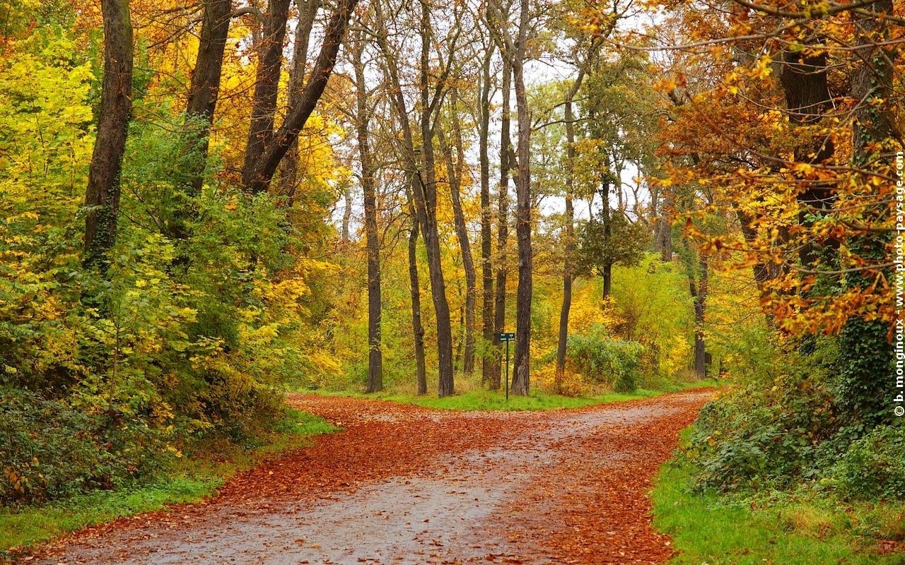 Autumn path in a forest