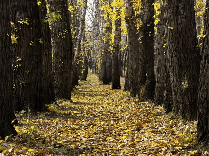 Autumn path in a forest
