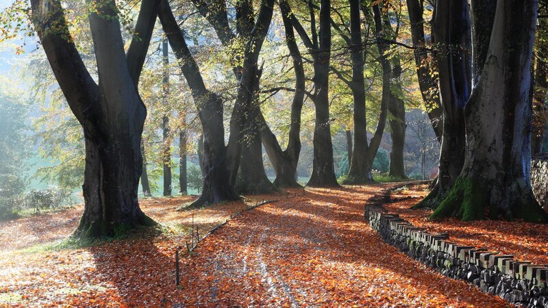 Autumn path in a forest