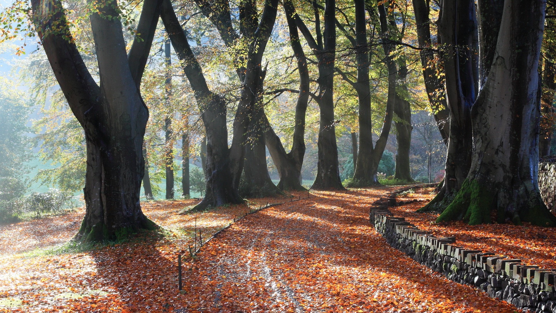 Autumn path in a forest