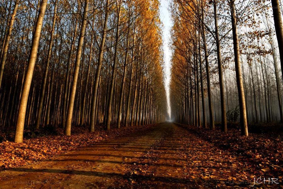 Autumn path in a forest