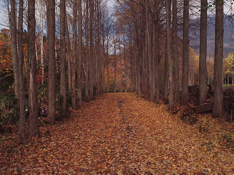 Autumn path in a forest