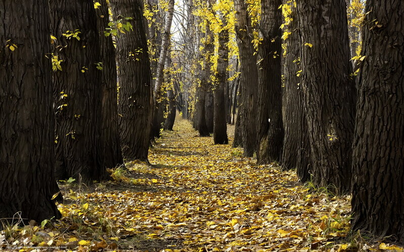 Autumn path in a forest
