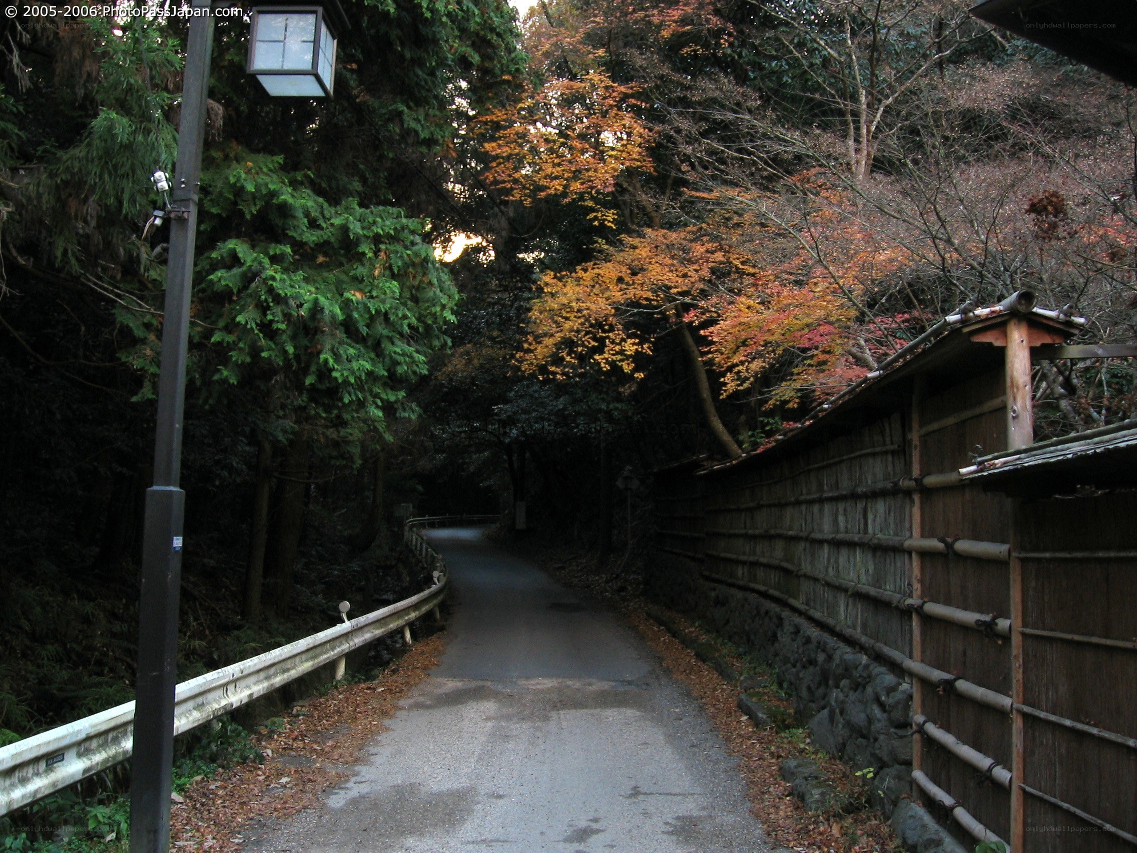 Autumn path in a Japanese forest