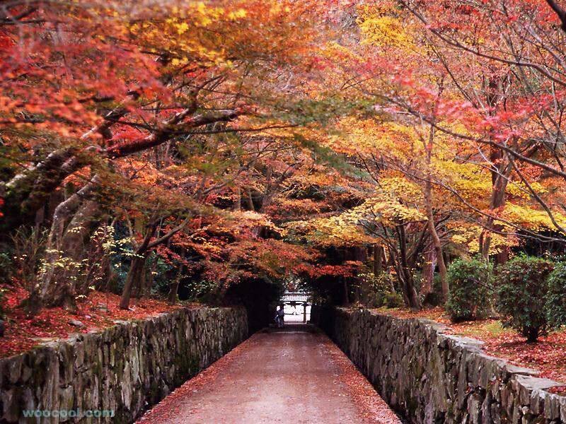 Autumn path in a Japanese garden