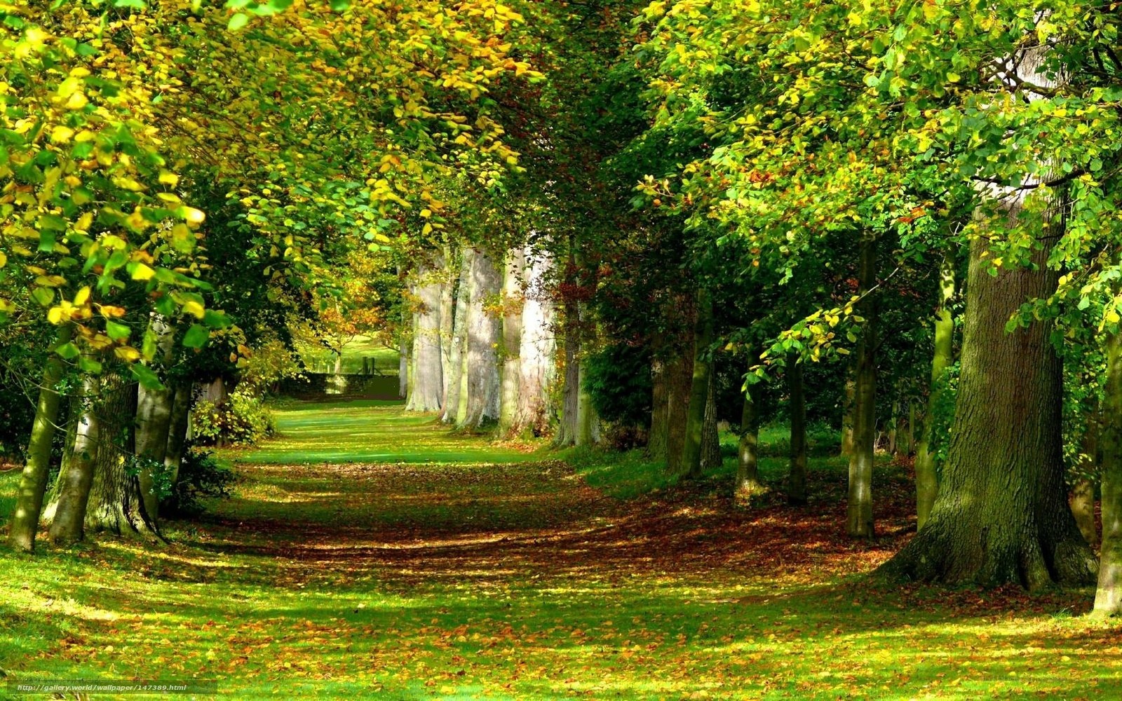 Autumn path in a leafy park