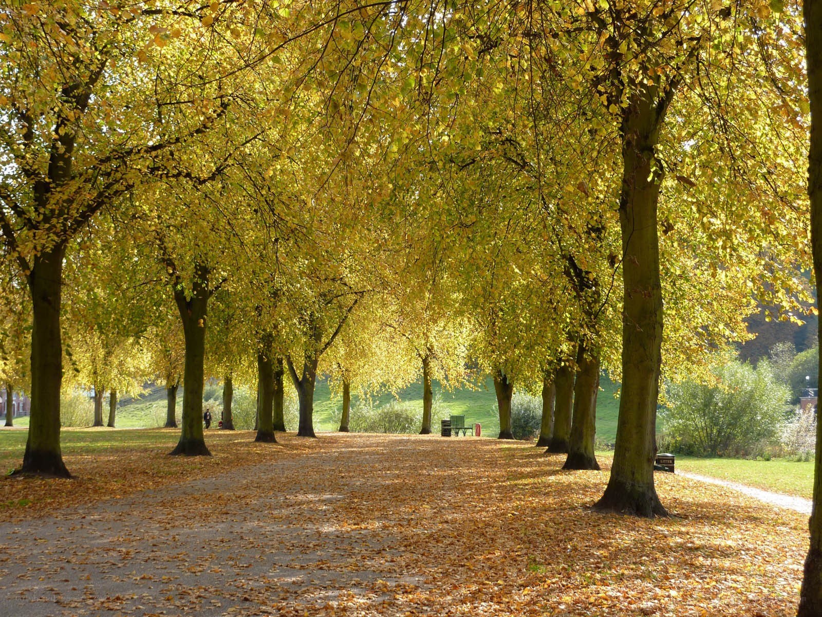 Autumn path in a park