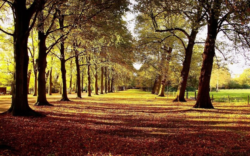 Autumn path in a park