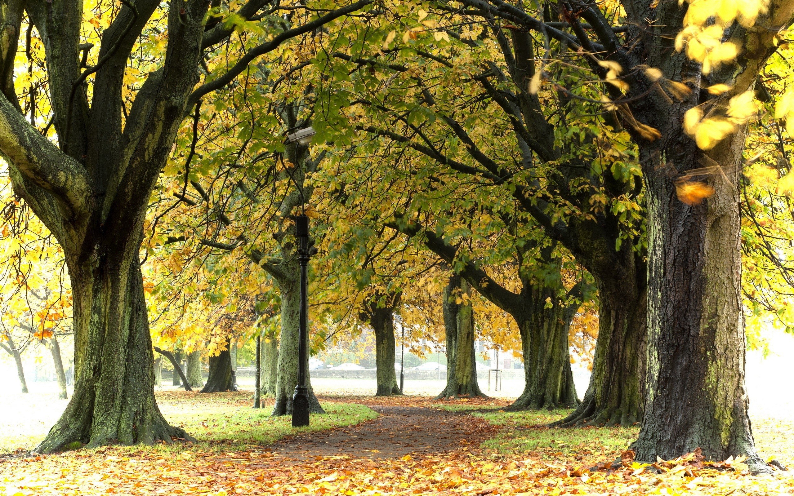Autumn path in a park