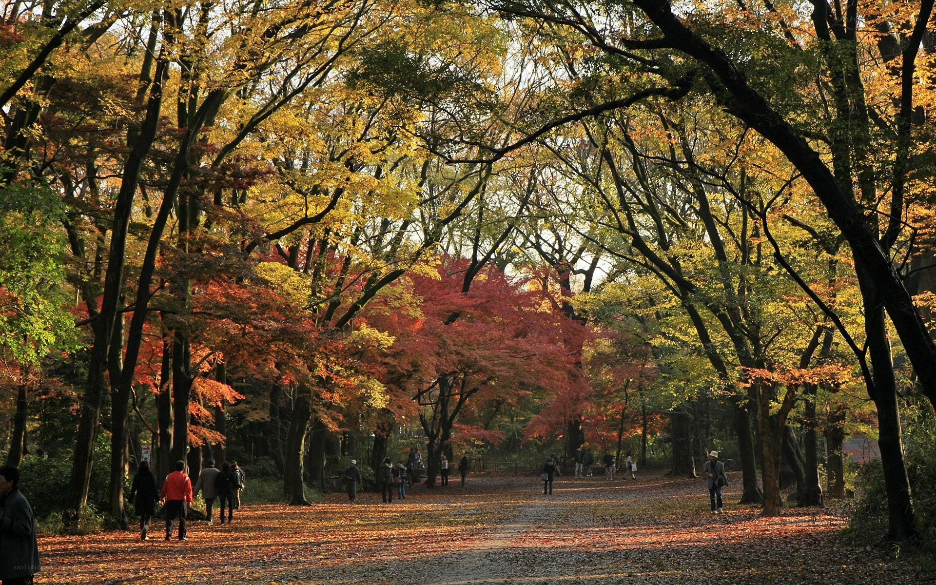 Autumn path in a park