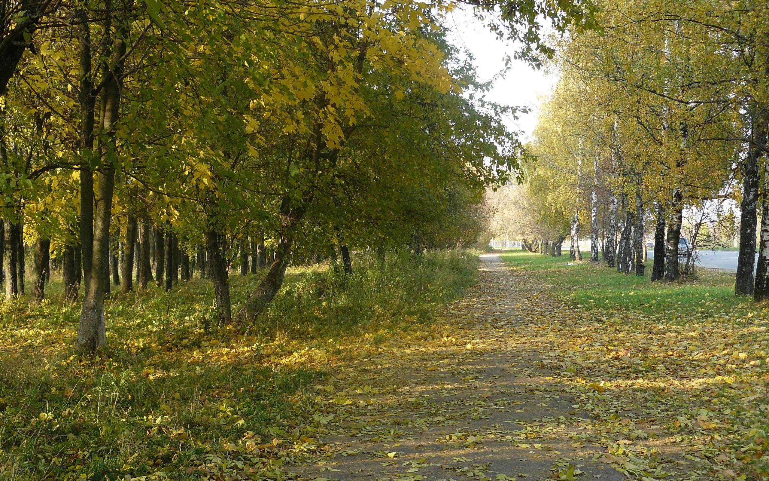 Autumn path in a park