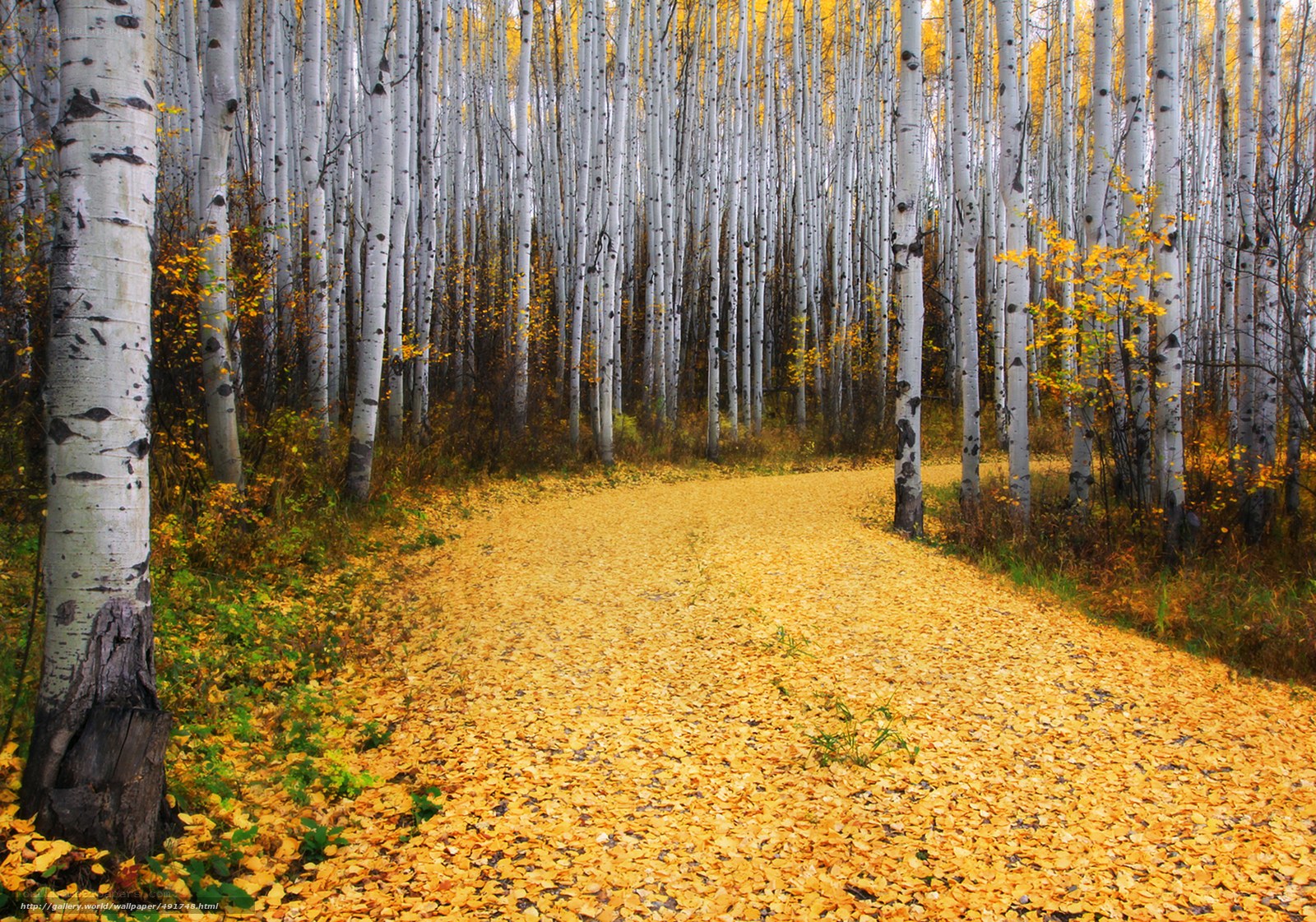 Autumn path in aspen forest