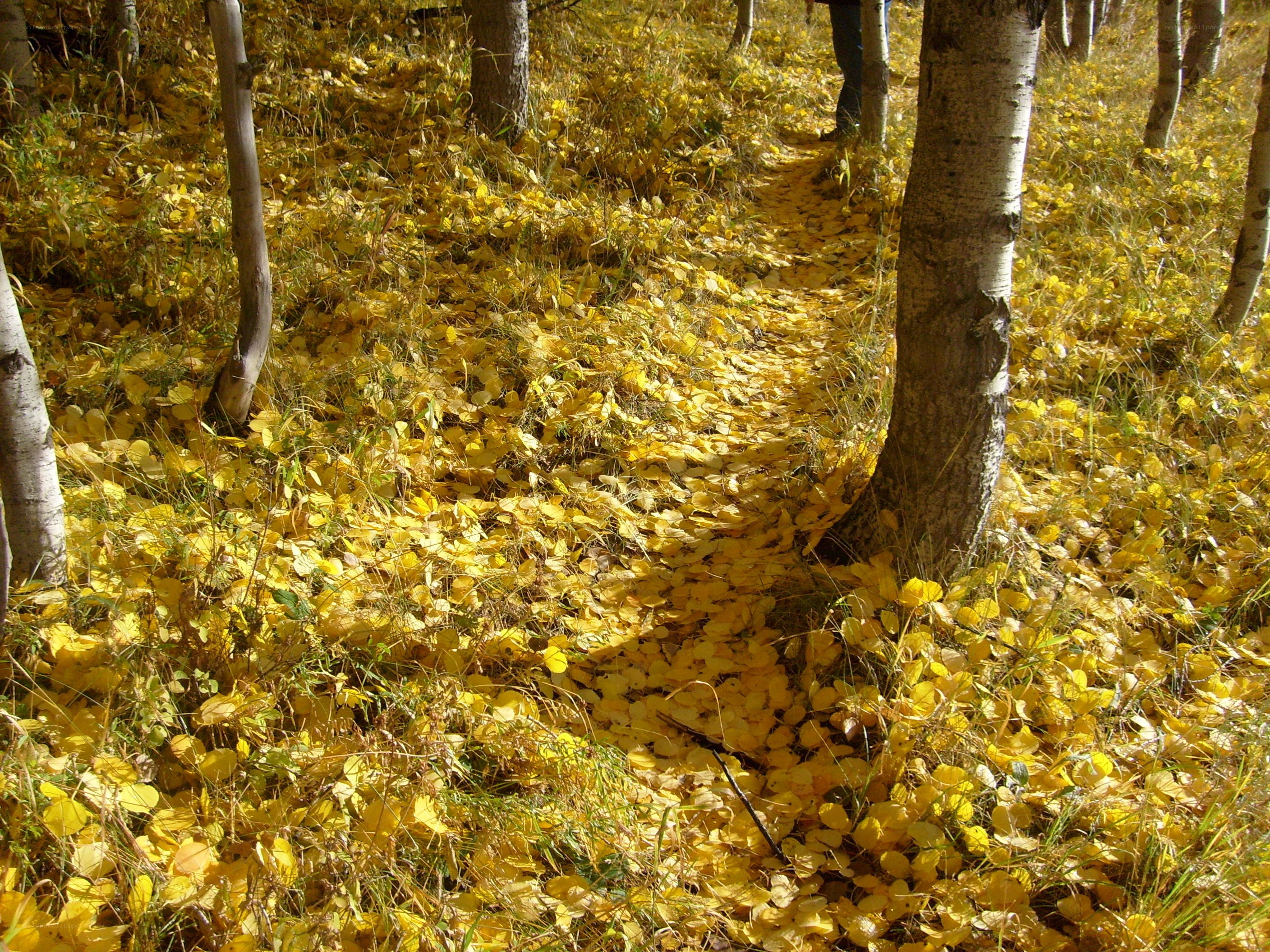 Autumn path in aspen grove